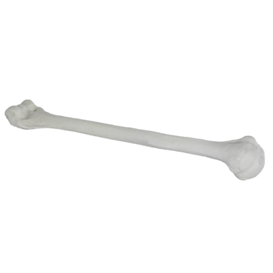 Pediatric Humerus Training Bone without Skin Patch