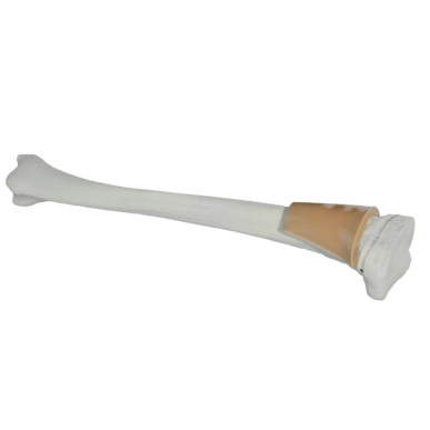 Child Tibia Training Bone